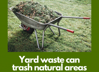 photo of yard waste in a wheelbarrow