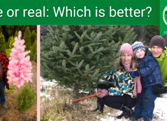 photos of people with fake or real Christmas trees
