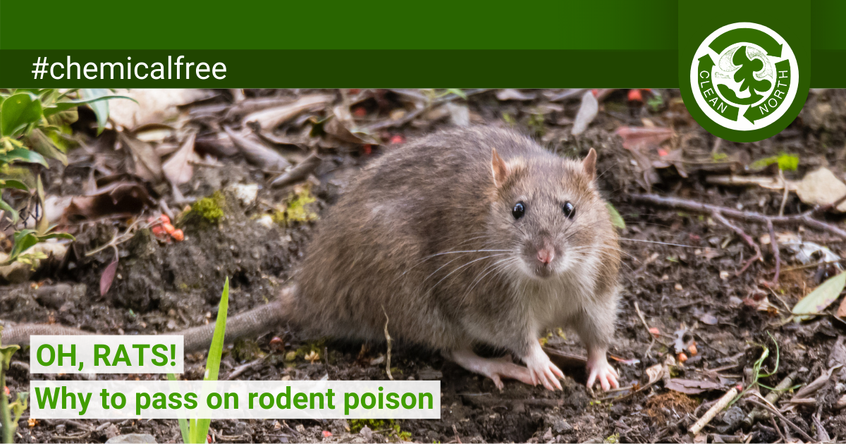 Rat poison: Risky to people, kills rat predators - Clean North