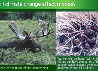 photos of moose bedded down and winter ticks embedded in moose