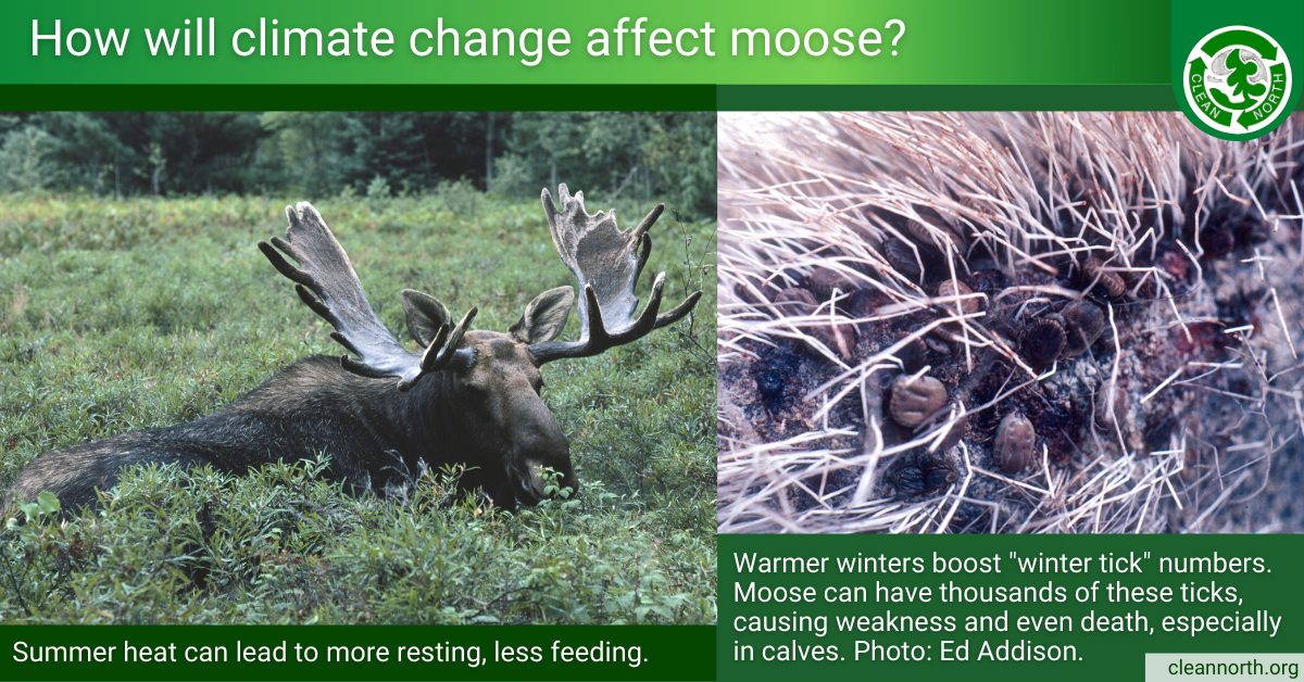 Photos of moose bedded down and moose ticks embedded in a moose