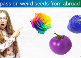 photo of woman pointing at oddly coloured fruits and veggies
