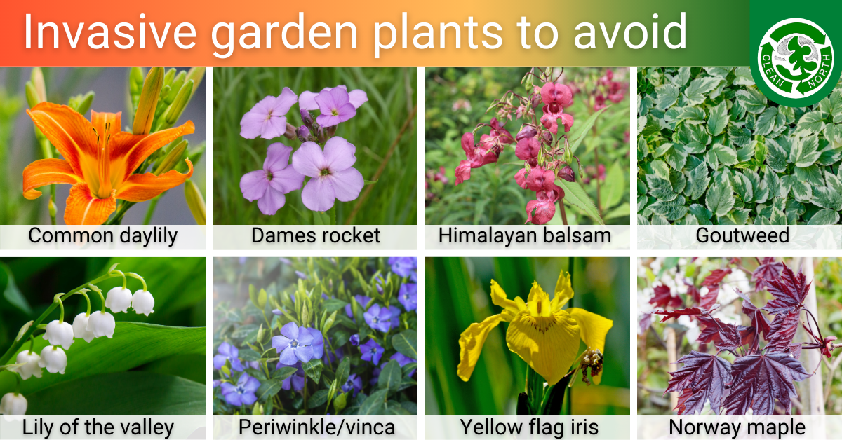 photos of 8 invasive plant species