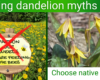 photos of a field of dandelions and a native dog tooth violet plant