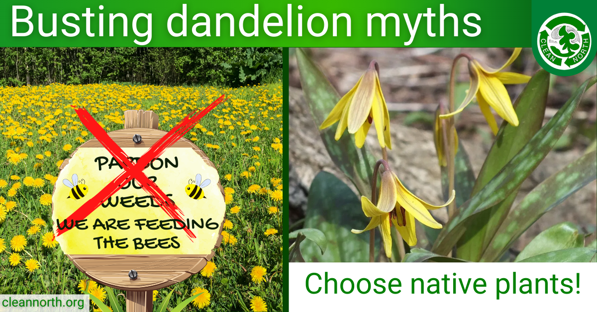 Image of Dandelion invasive weed