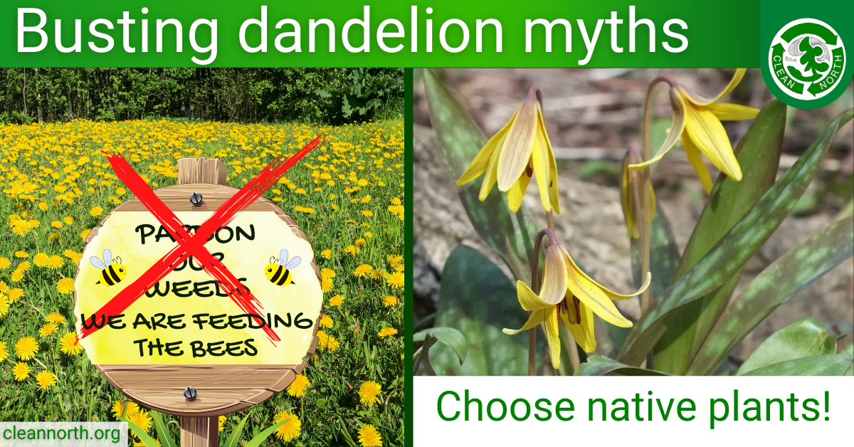 photos of a field of dandelions and a native dog toothed violet plants