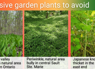 photo of invasive plants invading natural areas