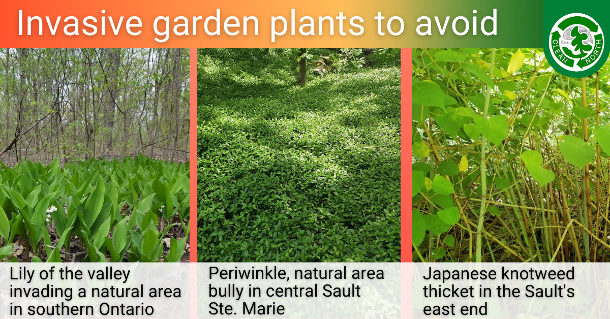 photo of invasive plants invading natural areas