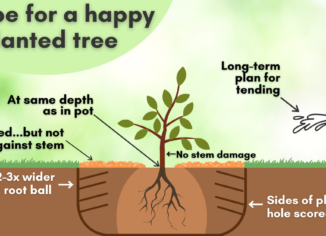 diagram of happy planted tree
