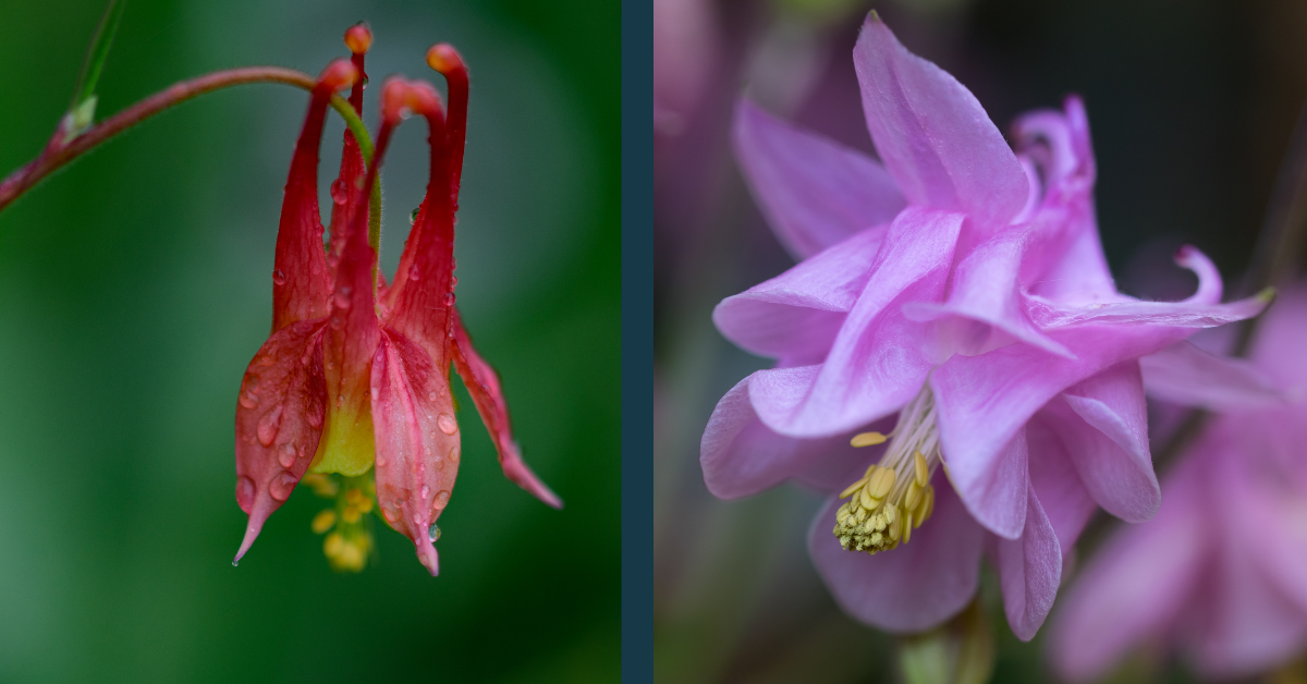 photo of a wild red columbine and a ruffly pink cultivar