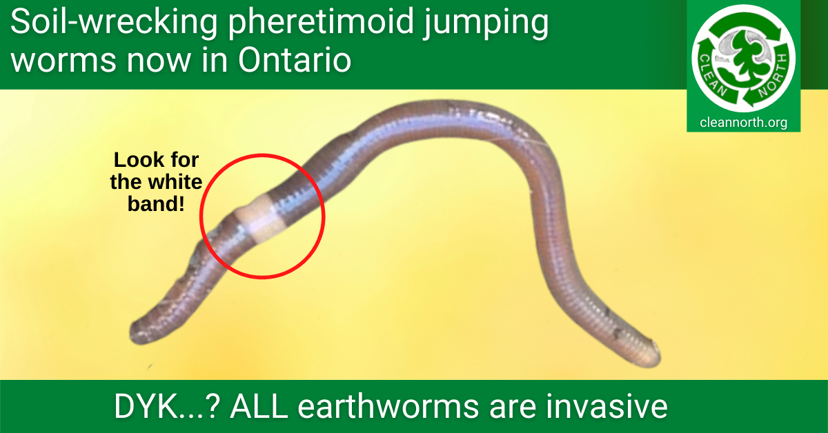 Pheretimoid jumping worms confirmed to be in Ontario; can destroy topsoil -  Clean North