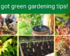photos showing green gardening practices, flowers, pollinators