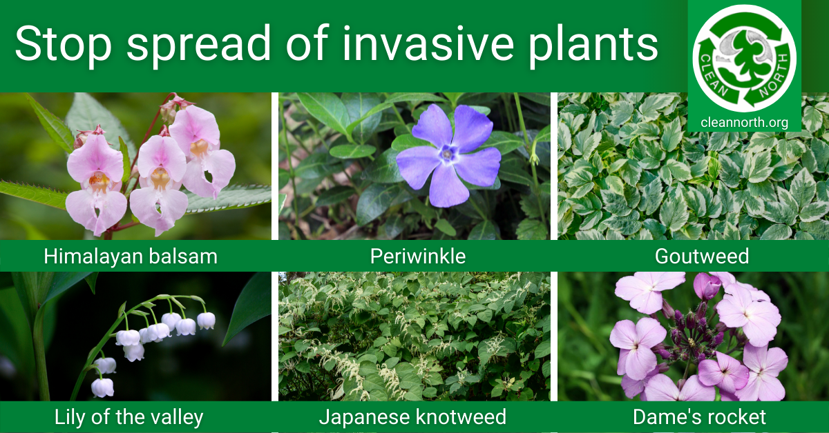photos of invasive plants