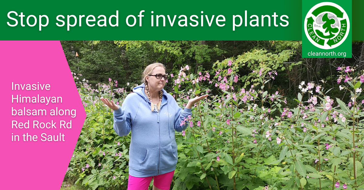 photo of patch of Himalayan balsam