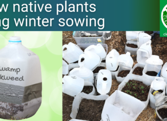 photos of winter sown containers