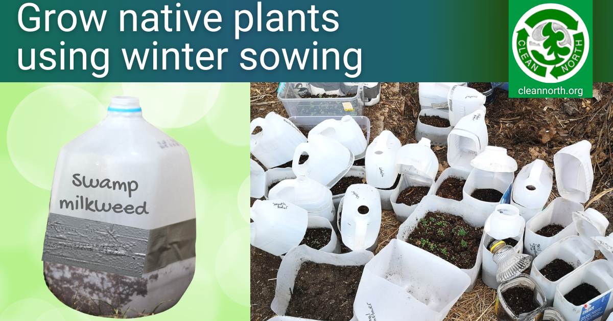 Photos of plastic jugs used in winter sowing