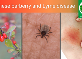 photos of barberry, tick, Lyme disease rash