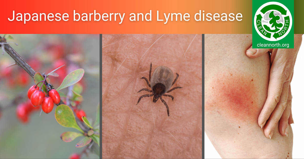 photos of barberry, blacklegged tick, and Lyme disease rash