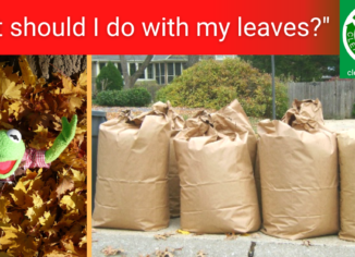 photos of Kermit the frog in a pile of leaves and a group of bagged leaves