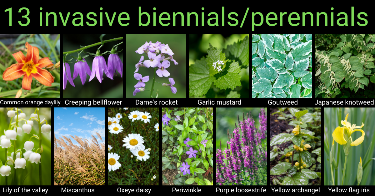 photos of 13 invasive biennials/perennials