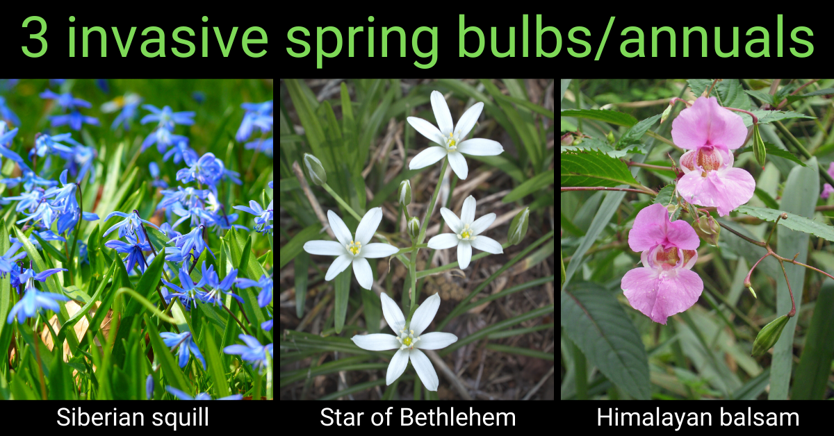 photos of 3 invasive spring bulbs/annuals