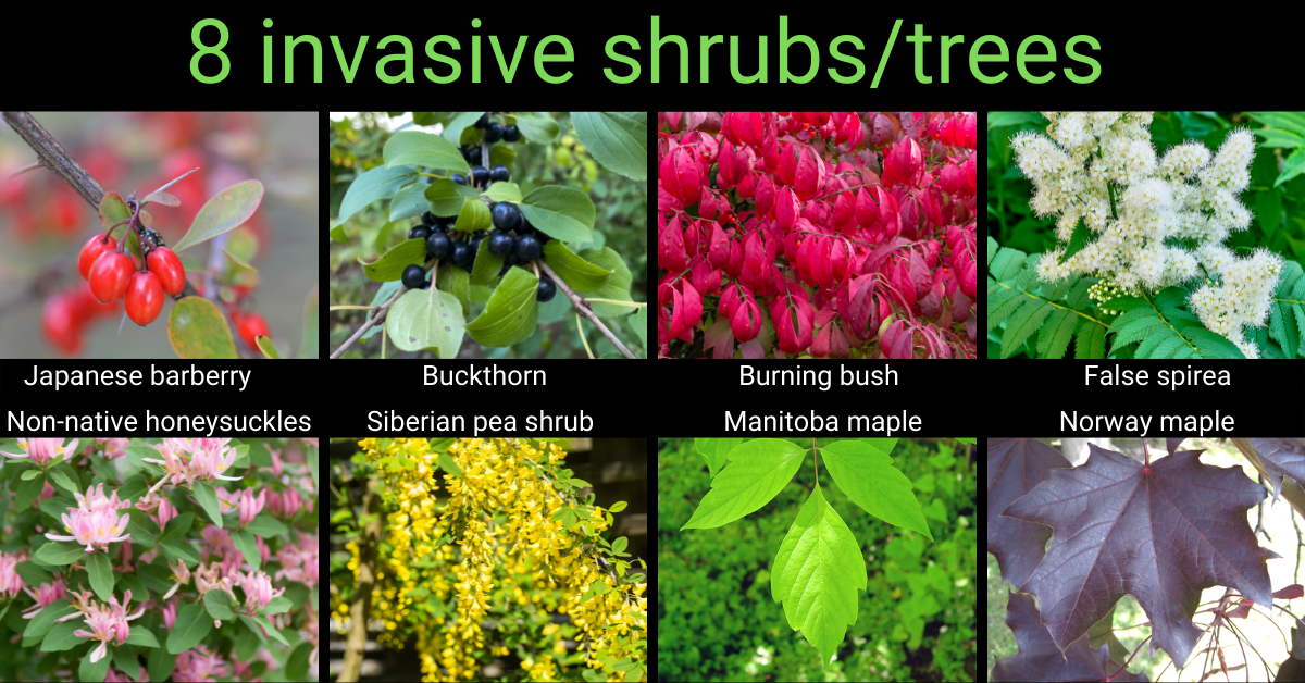 [hotos of 8 invasive shrubs/trees