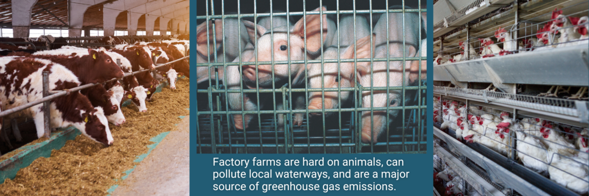 photos of factory farms