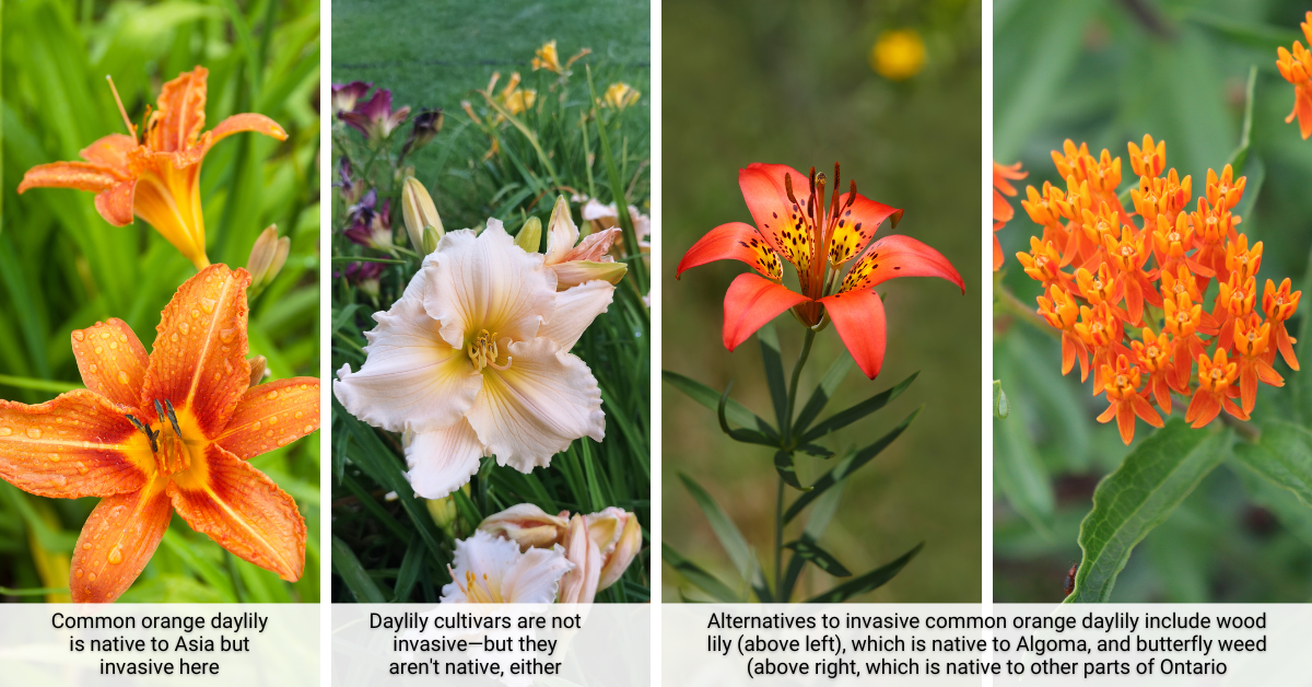 photos of invasive orange daylily as well as alternatives