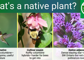 photos of a native plant, a cultivar, and a native adjacent