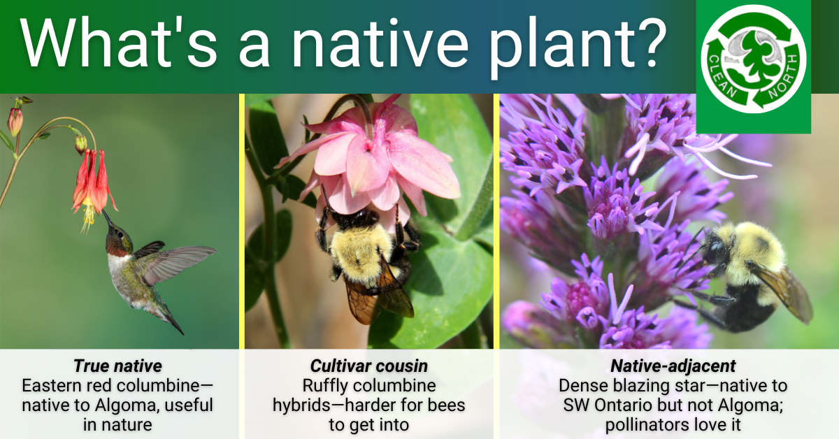 Photos of a true native plant, a cultivar cousin, and a native-adjacent plant