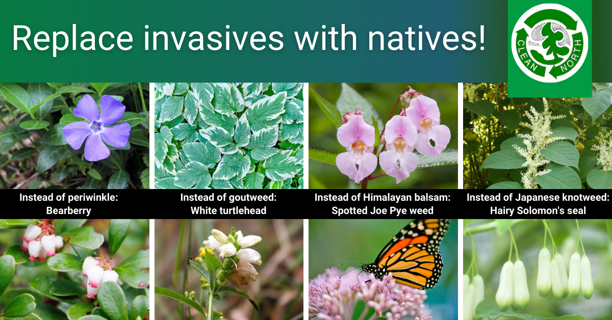 photos of invasive species and native alternatives