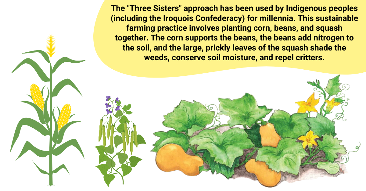 graphic showing the 3 sisters: corn, beans, squash. 