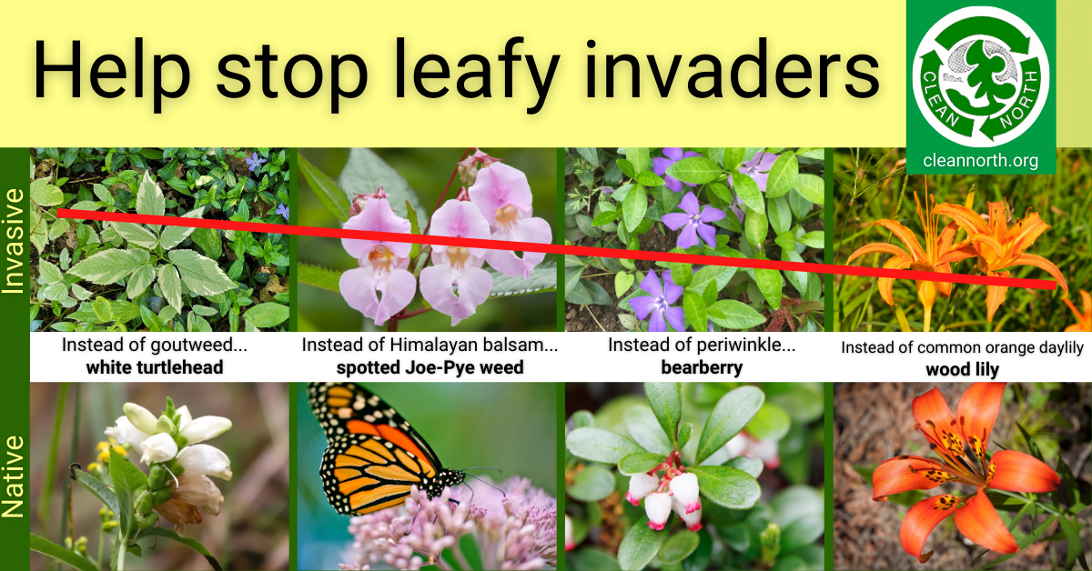 photos of 4 invasive plants plus native alternatives