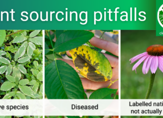 photos of invasive plants, diseased plant, purple coneflower