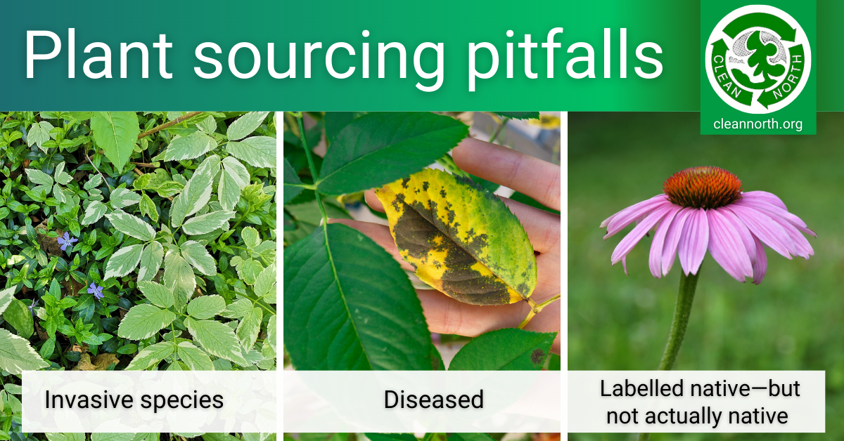 photos of invasive plants, diseased plant, purple coneflower