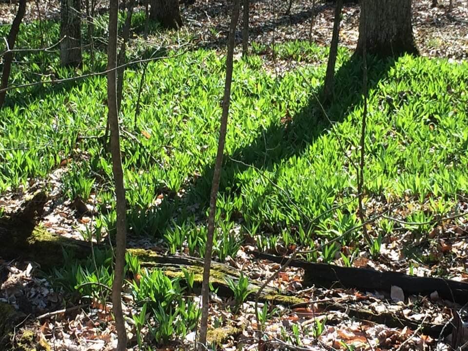 photo of a large patch of ramps in the forest