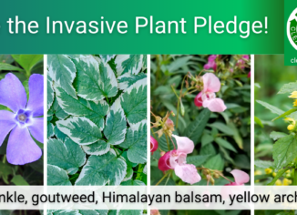 photos of invasive plants