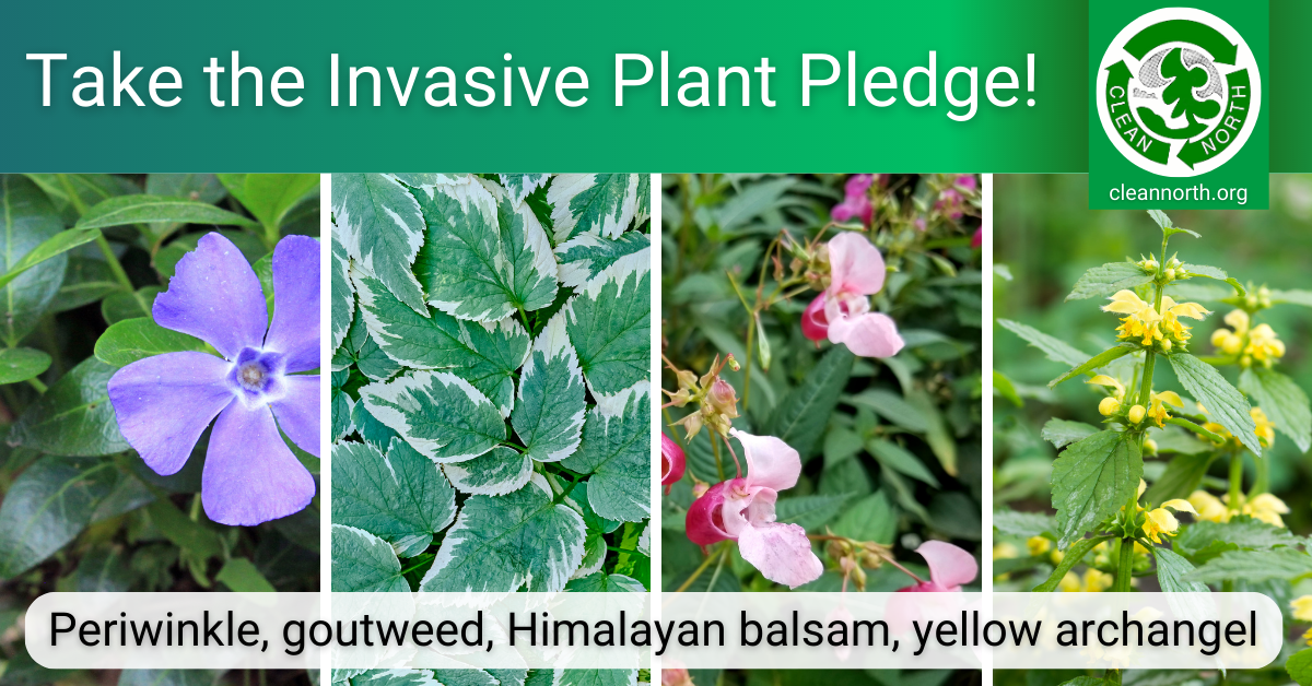 photos of invasive plants