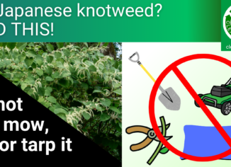 graphic showing Japanese knotweed plus physical control methods to avoid