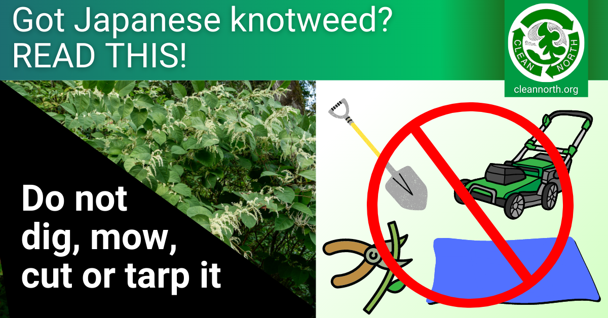 graphic showing Japanese knotweed plus physical control methods to avoid