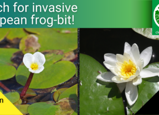 photos of European frog-bit and white water lily