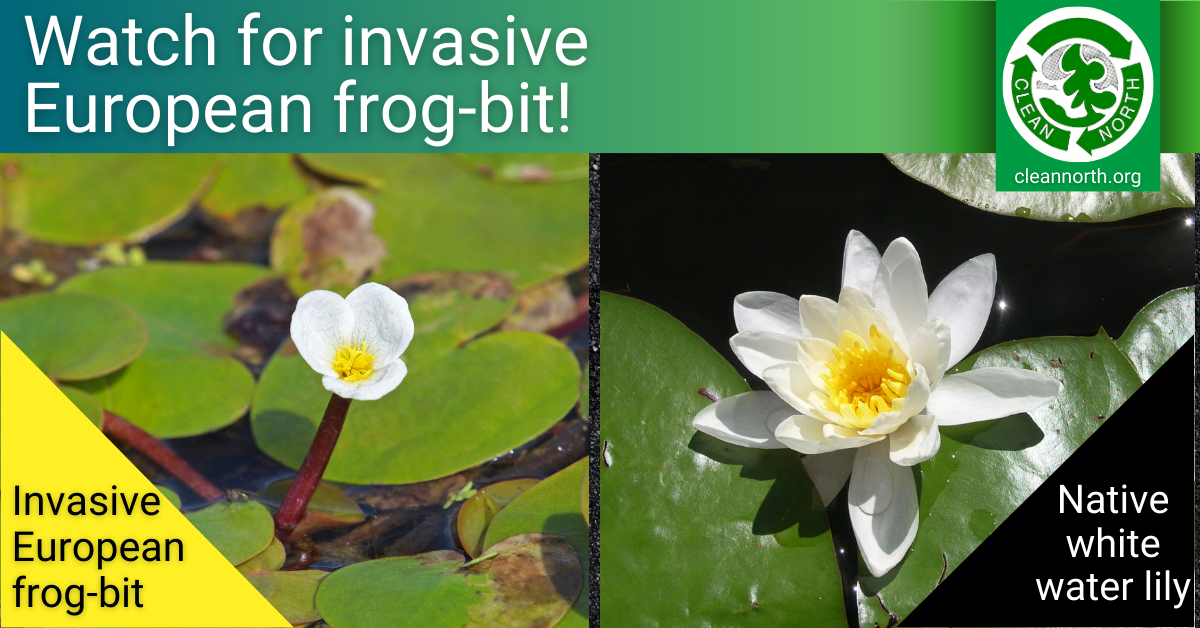 photos of European frog-bit and white water lily