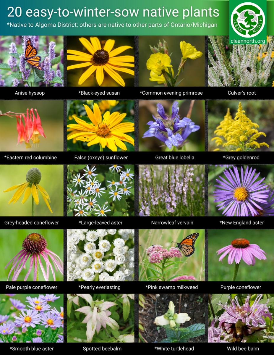 graphic showing 20 easy to winter sow native plants such as anise hyssop, common evening primrose, large-leaved aster, and swamp milkweed. 