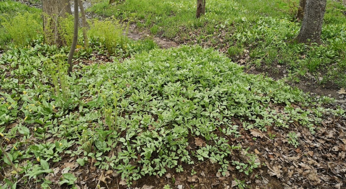 photo of invasive goutweed sprouting from a pile of yard waste. 