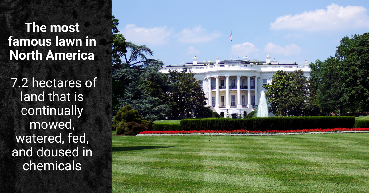 Photo of the White House and lawn